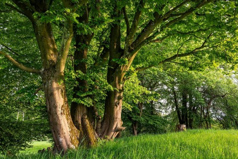 Rustic hat bushes (hornbeam, Carpinus betulus) with thick foliage on a green meadow, Bad Pyrmont,