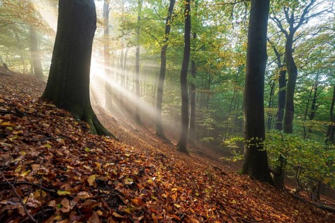 Mystical sunbeams penetrate a foggy beech forest whose ground is covered with autumn leaves,