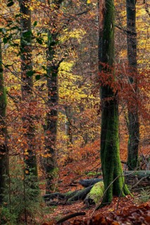 Colourful autumn leaves and moss-covered tree trunks in the Bärenstein forest, Horn-Bad Meinberg,