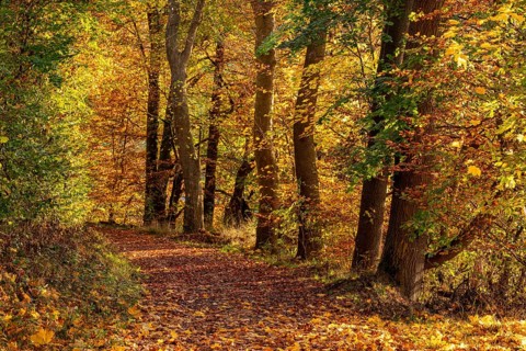 Idyllic deciduous forest trail on the edge of an autumnal deciduous forest, Schellental, Bad