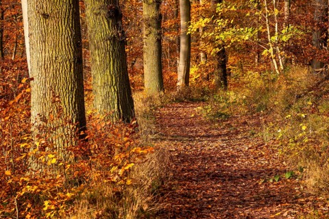 Idyllic deciduous forest trail on the edge of an autumnal deciduous forest, Bad Pyrmont, Lower