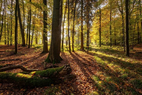 Sun rays fall in a rustic autumn forest landscape, Steinheimer Holz, Schieder-Schwalenberg, North