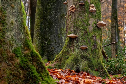 Full format image of the mighty tree trunks of ancient deciduous trees covered with moss and tree