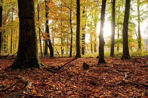 The light of the sun falls on an idyllic deciduous forest in autumn, Reinhardswald, Hesse, Germany