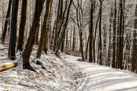 A winding, snow-covered forest trail leads through the winter forest to Winterberg near