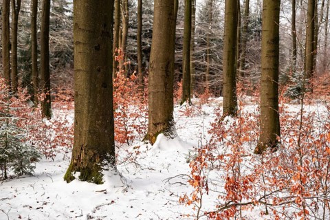 Winter landscape with tree trunks of mighty old beech trees in a mixed winter forest with