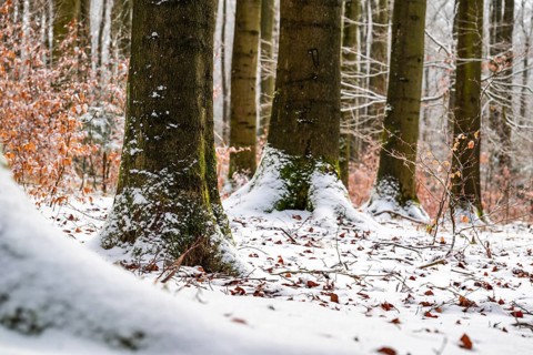 Tree trunks of mighty old beech trees in a mixed winter forest with snow-covered forest soil, in