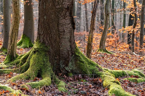 Moss-covered gnarled root of an ancient tree in a wintery forest, Bad Pyrmont, Lower Saxony,