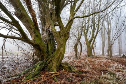 Native tree with gnarled branches and moss-covered tree trunk on the edge of a foggy forest covered