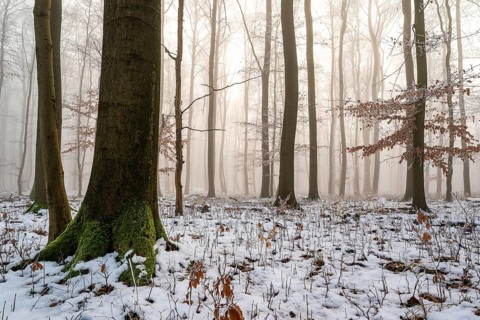 Mystical fog and warm sunlight create an atmospheric lighting atmosphere in an idyllic deciduous