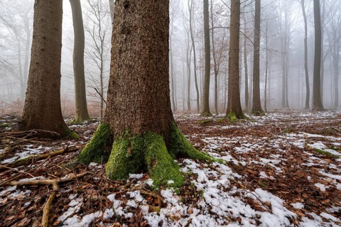 Mystical fog creates an atmospheric lighting atmosphere in an idyllic deciduous forest with