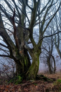 Native tree with gnarled branches and moss-covered tree trunk on the edge of a foggy forest in