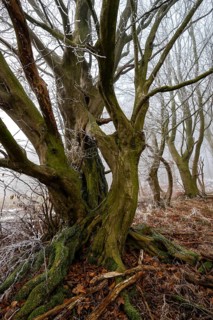 Native tree with gnarled branches and moss-covered tree trunk on the edge of a foggy forest covered