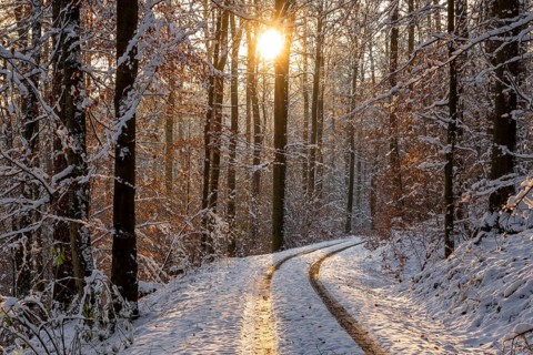 Traces on a snowy forest path between slender, tall trees with remnants of autumnal foliage,