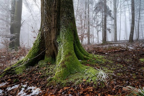 Close-up of the moss-covered log of an old beech tree on the edge of a foggy, frost-covered forest