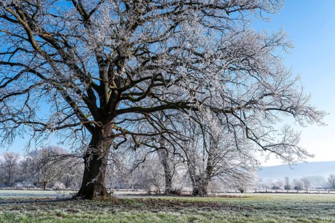 Ancient oak covered with frost on a frosty winter day in the Emmerwiesen, Bad Pyrmont, Lower