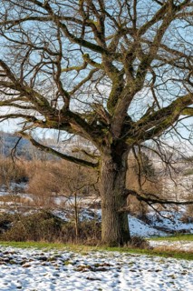 Mighty old oak tree with gnarled branches on a pasture covered with remnants of snow in
