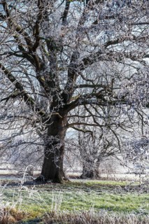 Ancient oak covered with frost on a frosty winter day in the Emmerwiesen, Bad Pyrmont, Lower