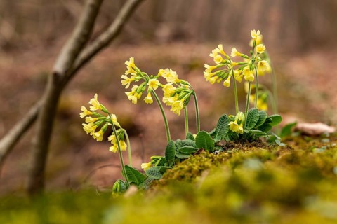 Group of cowflowers (Primula veris) with yellow-blooming inflorescence on the moss-covered soil of