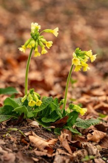 Two cowflowers (Primula veris) with yellow-blooming inflorescence on the leafy soil of a forest in