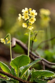 Close-up of a cowslip (Primula veris) in light backlight with yellow blooming inflorescence at the