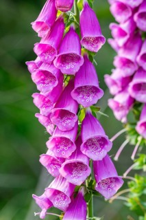 Close-up of purple blossoming red foxglove (Digitalis purpurea) inflorescences in a forest, Germany