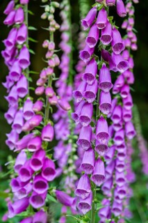 Violet-blooming inflorescences of Foxglove (Digitalis purpurea) in a forest, Germany