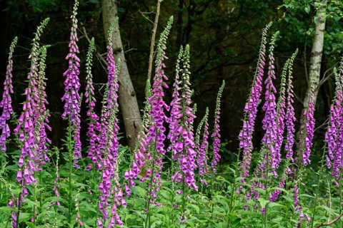Violet-blooming inflorescences of Foxglove (Digitalis purpurea) in a forest, Germany
