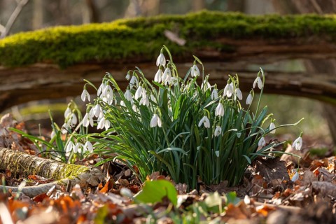 Common or small snowdrops (Galanthus nivalis) at the bottom of a forest in spring, Germany