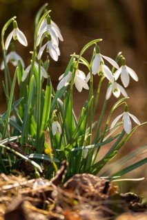 Common or small snowdrops (Galanthus nivalis) at the bottom of a forest in spring, Germany