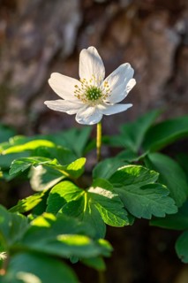 Close-up of a bush anemone or bush wind drone (Anemone nemorosa, synonym: Anemonoides nemorosa) at