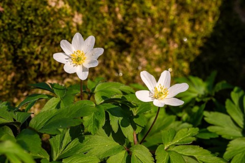 Close-up of two wood anemones or bush anemones (Anemone nemorosa, synonym: Anemonoides nemorosa) at