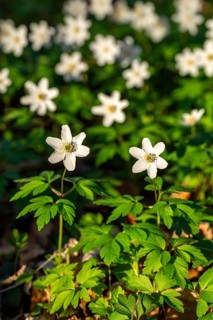 Group of wood anemones or bush anemones (Anemone nemorosa, synonym: Anemonoides nemorosa) at the