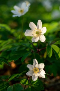 Close-up of wood anemones or bush anemones (Anemone nemorosa, synonym: Anemonoides nemorosa) at the