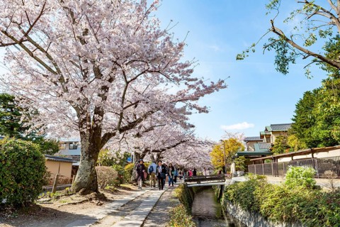 Footpath along a canal, cherry blossoms in spring, Philosopher's Path or Tetsugaku no michi, Kyoto,