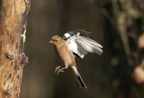 Chaffinch (Fringilla coelebs) male in flight, approach to forage wood, winter feeding, Allgäu,