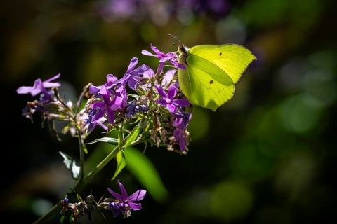 Lemon butterfly (Gonepteryx rhamni) sits on purple flowers of a flame flower or phlox, Finland