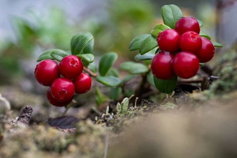Ripe red shiny cranberries (Vaccinium vitis-idaea), forest, Sweden
