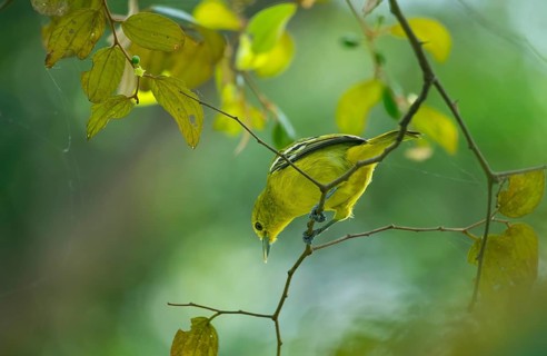 Common Iora (Aegithina tiphia) sitting on a tree branch, Gazipur, Bangladesh