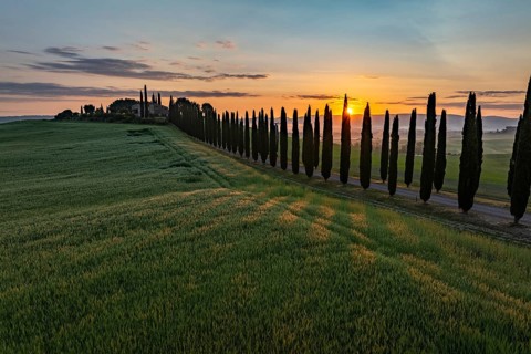 Poggio Covili estate with cypress alley (Cupressus) at sunrise, near San Quirico d'Orcia, Val