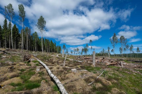 Cleared forest area, forestry, timber trade, near Sunne, Sweden