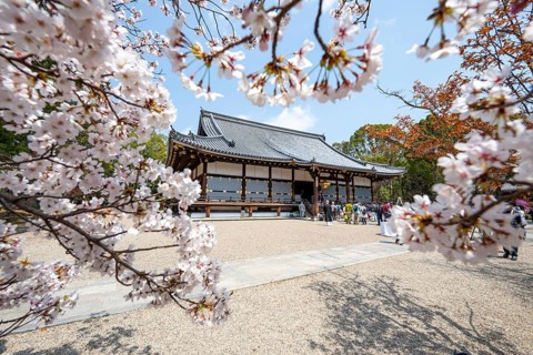 Blooming cherry trees, Kondo main hall of Ninna-ji Temple, Buddhist temple complex, Kyoto, Japan