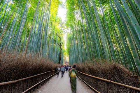 Visitors on their way through bamboo forest, motion blur, long exposure, towering bamboo stems in