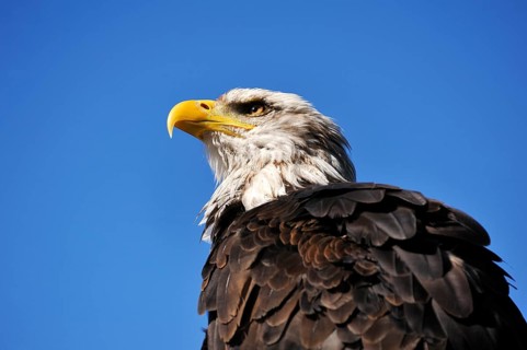 Bald eagle (Haliaeetus leucocephalus) against blue sky, public air show, Cologne, North