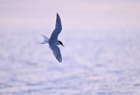 Flying common tern (Sterna hirundo) in the evening light, Texel, North Holland, the Netherlands