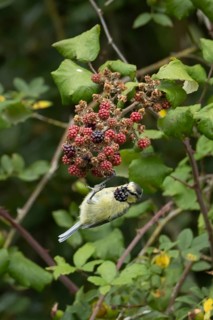 Blue tit (Cyanistes caeruleus) adult bird in a hedgerow feeding on blackberries in summer, England,