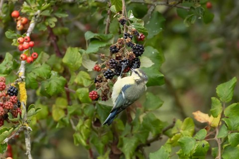 Blue tit (Cyanistes caeruleus) adult bird in a hedgerow feeding on blackberries in summer, England,