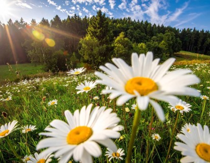A sunlit meadow with daisies against a forest backdrop under a blue sky, Late summer country
