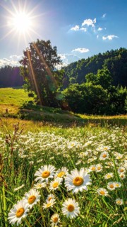 A sunlit meadow with daisies against a forest backdrop under a blue sky, Late summer country