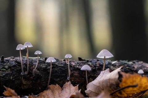Helmlinge (Mycena), Emsland, Lower Saxony, Germany